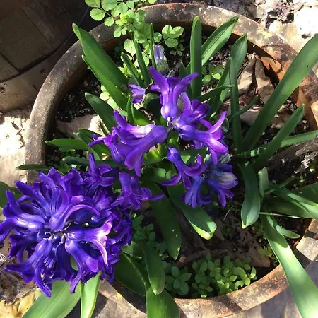 Vivenda Festina Lente Figueiro Dos Vinhos