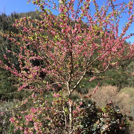 Semesterbostad Vivenda Festina Lente *