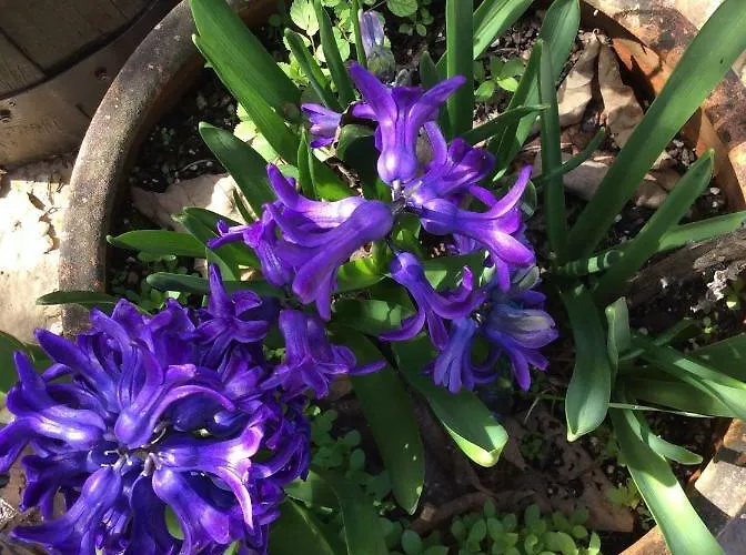 Vivenda Festina Lente Figueiro Dos Vinhos